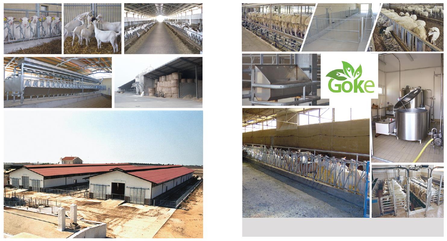 红星美羚乳业:培育优质种群为奶山羊产业提供强有力的支撑 - 国内动态 - 华声新闻 - 华声在线