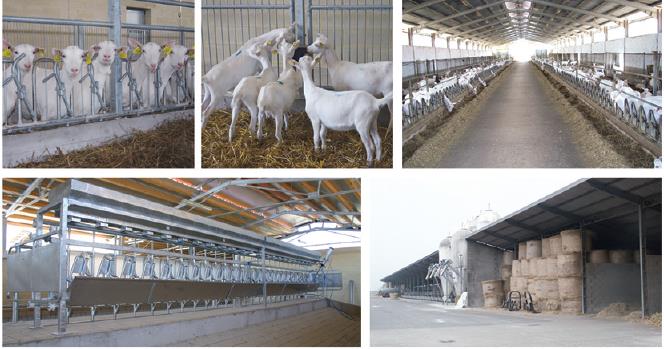 Sheep-Farm design and the facilities 