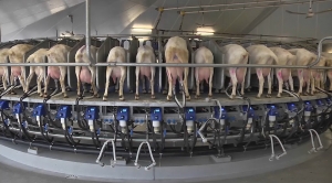  Milking Machine for Sheep-Farm