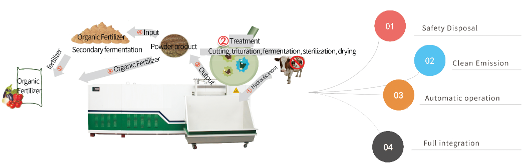 Treatment on Deadbody of Cattles