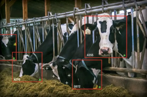 Cow Facial Recognition Technology