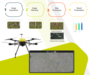 Automated counting cattle with drones