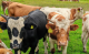 temperature ear tag